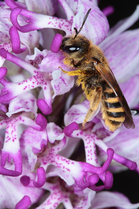 Impollinatore di Orchis simia: Halictus sp. F (Apidae Halictinae)